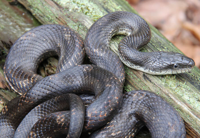 Rat Snake